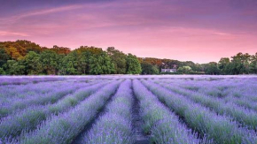 Cottage fields of Lavender by the Sea 5min Greenport Shelter Isl, East Marion